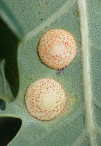 Réf. 218 046 : Neuroterus quercusbaccarum